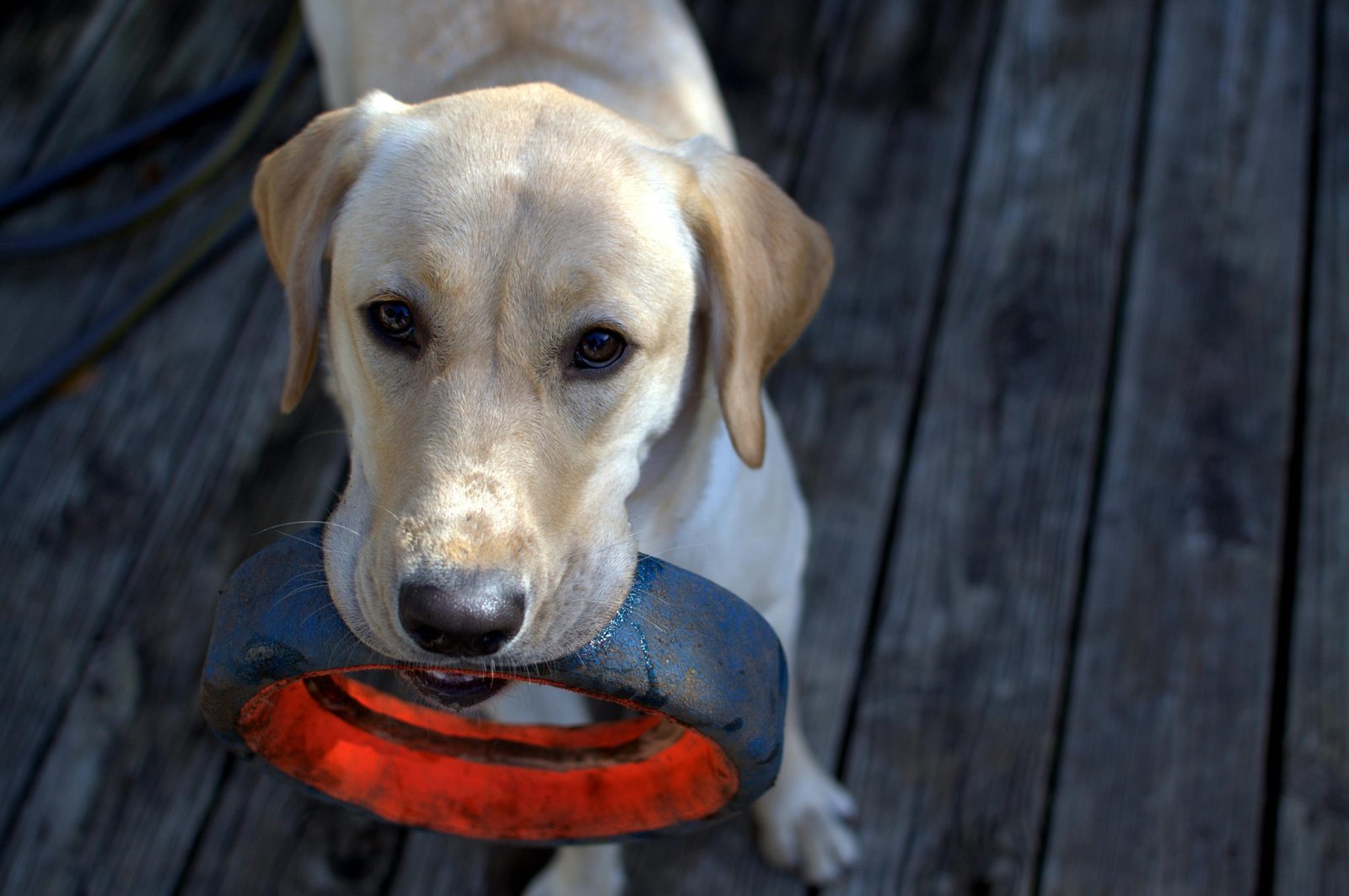 Fawn labrador retriever, a breed commonly seen for routine bloodwork