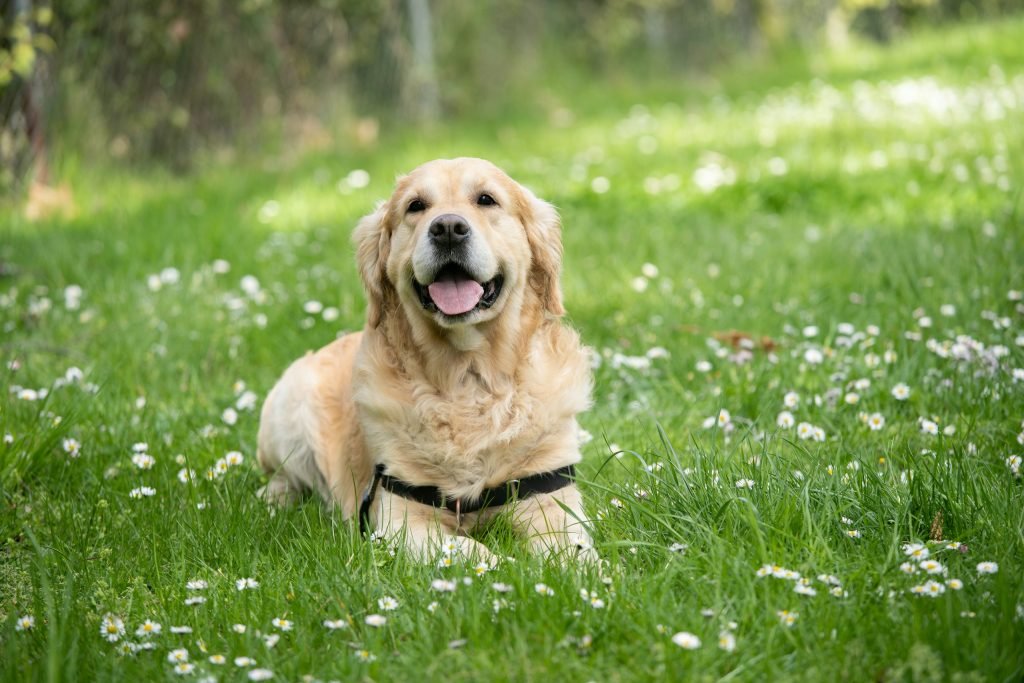 If you want to follow mr happy paws, here you have his link
IG: @doofus_the_golden