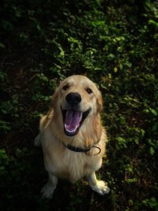 dog liver bloodwork