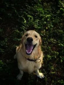 dog liver bloodwork