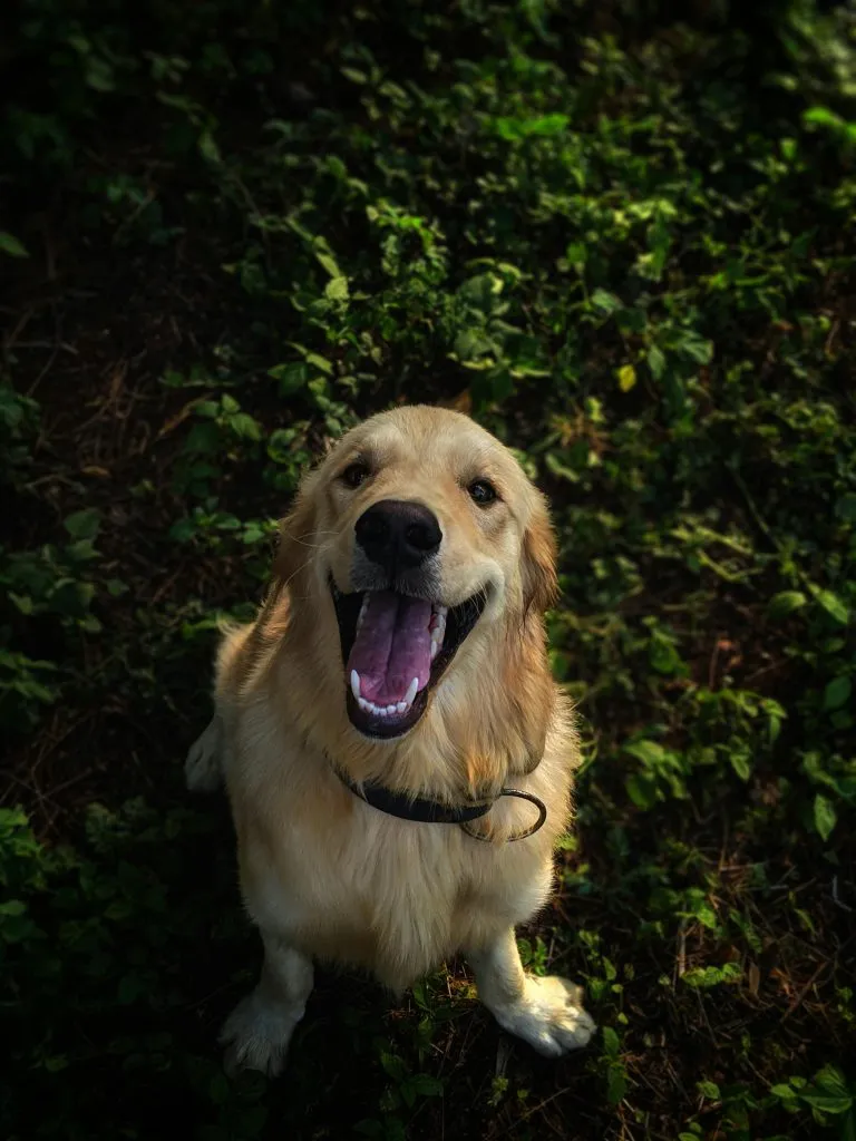 dog liver bloodwork