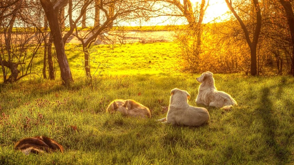 sunset, dogs