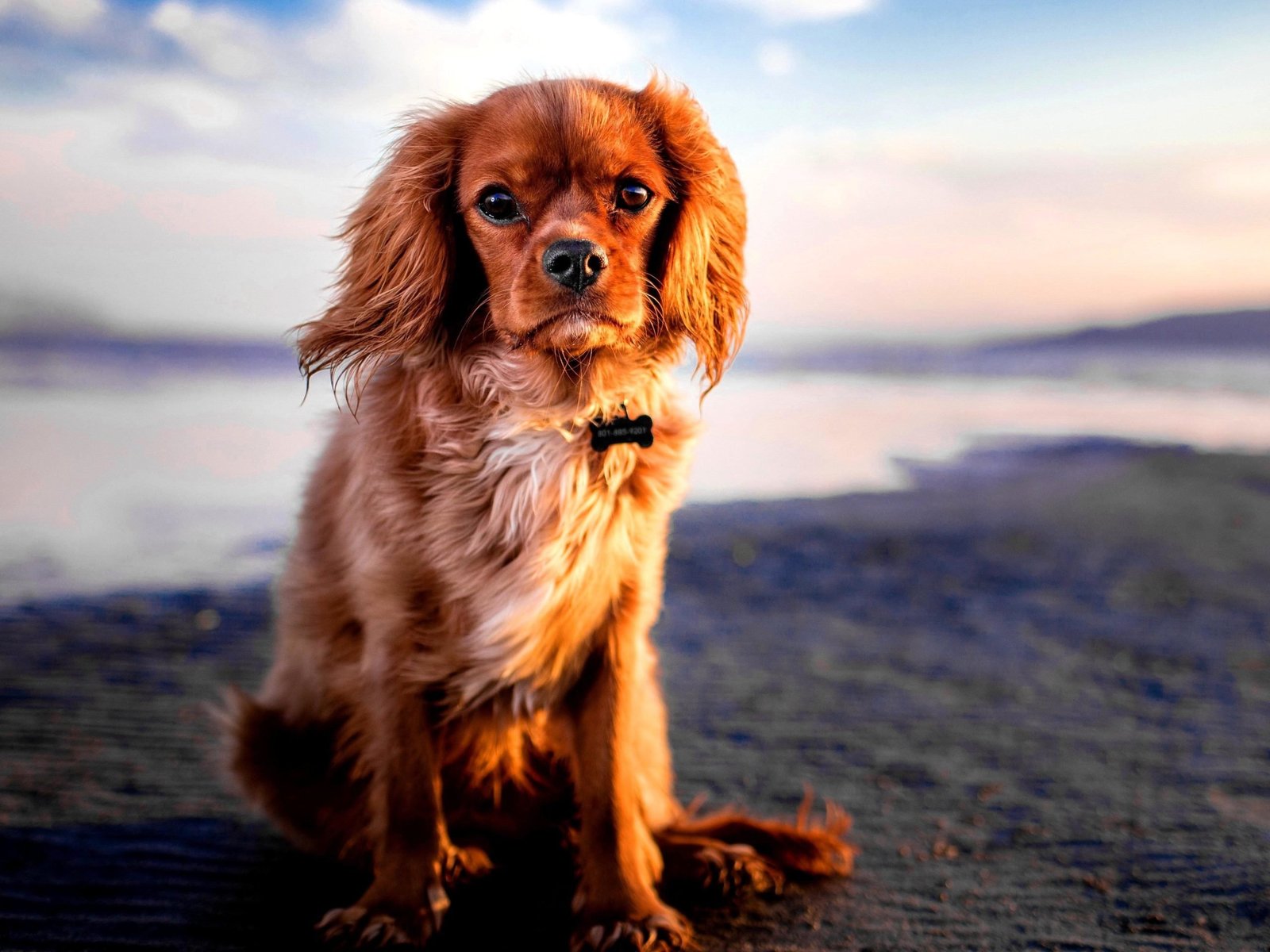 pet, dog, cute, coast