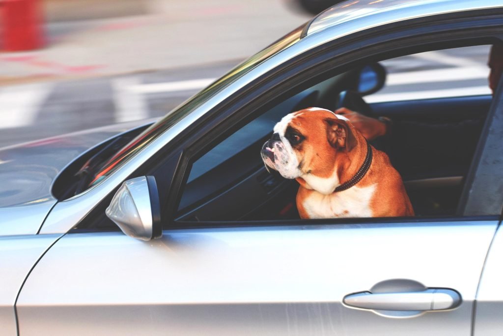 bulldog, riding, like, boss