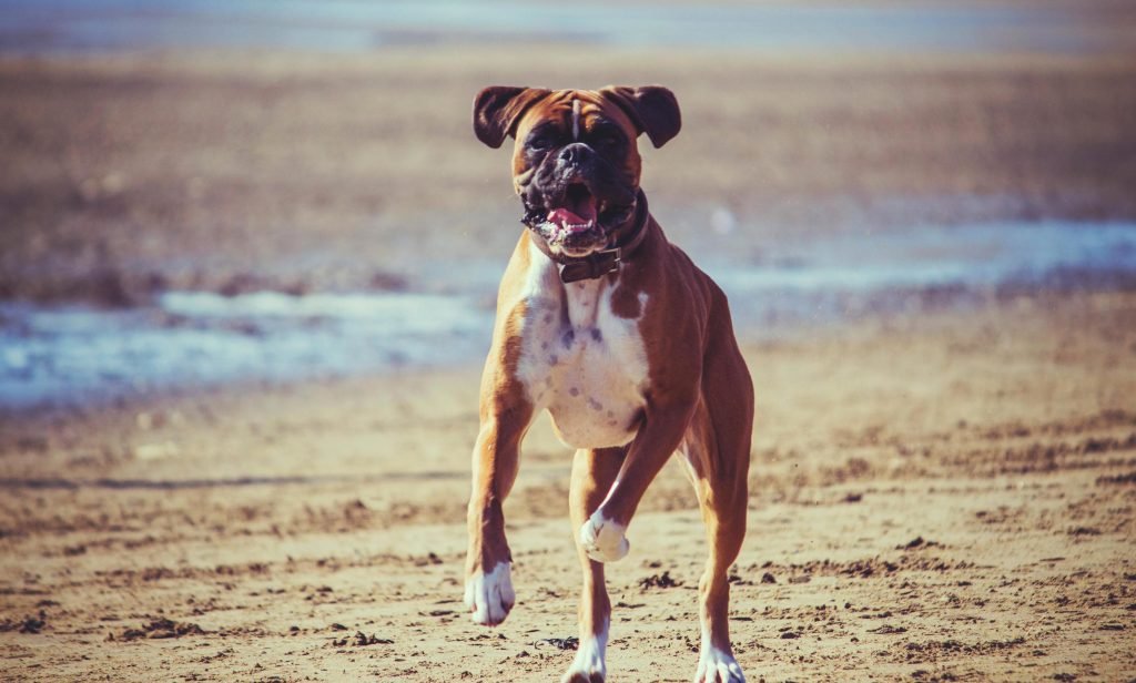 dog, beach, boxer, animal, animals