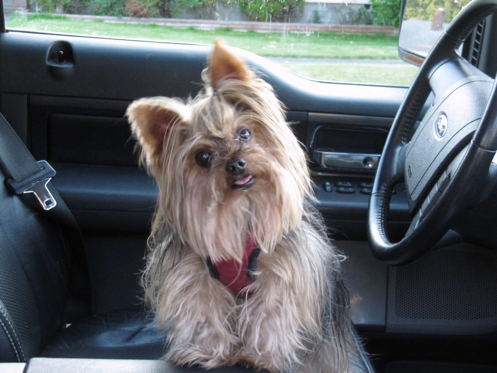 Cute dog in car