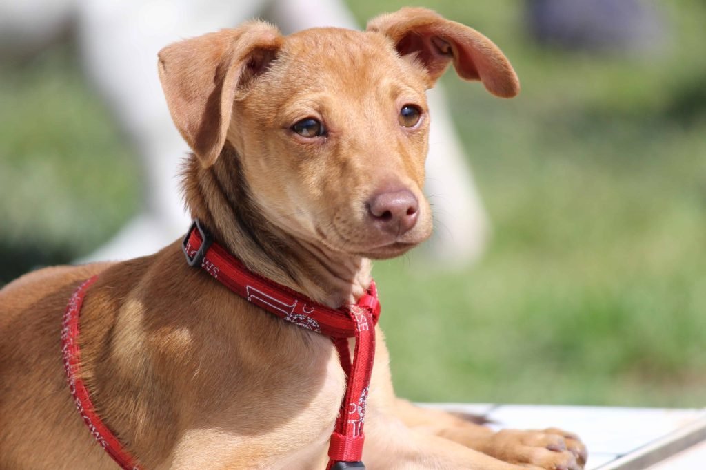 Dog resting while owners ask can kidney values return to normal in dogs