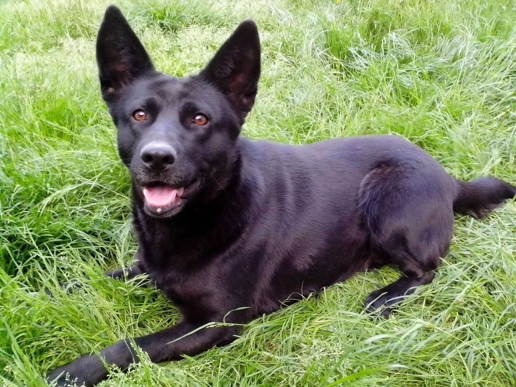 Black German shepherd dog