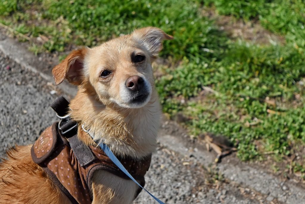 Healthy dog outdoors showing no signs of illness