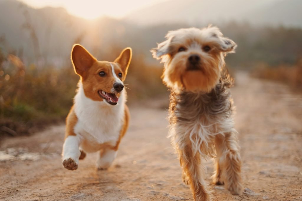 Two healthy dogs running outdoors after recovering from liver test abnormalities