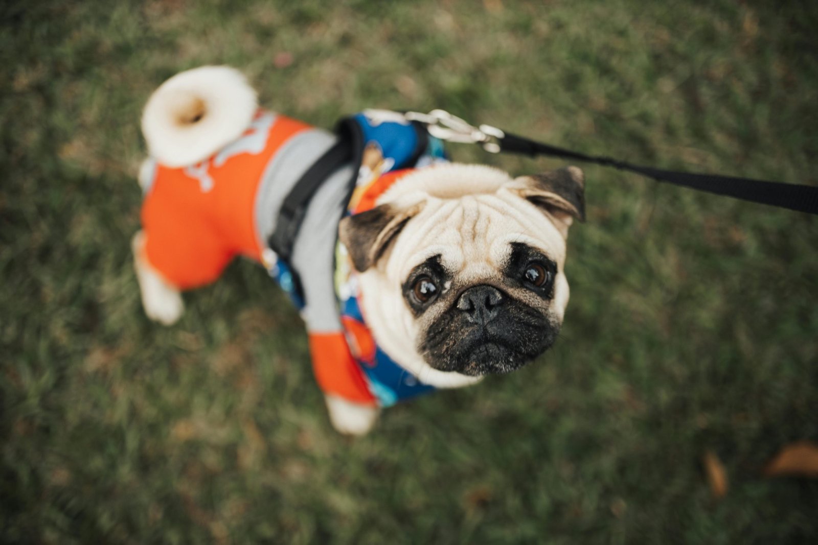 Dog outdoors where ticks are commonly picked up