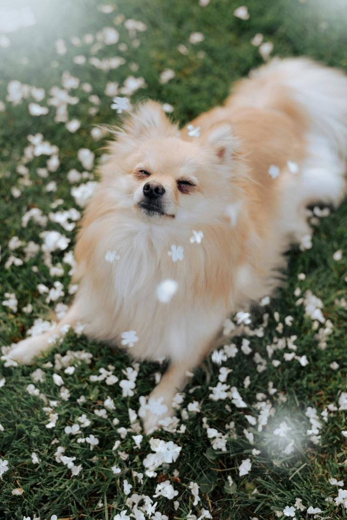 A small dog laying on the grass with white flowers