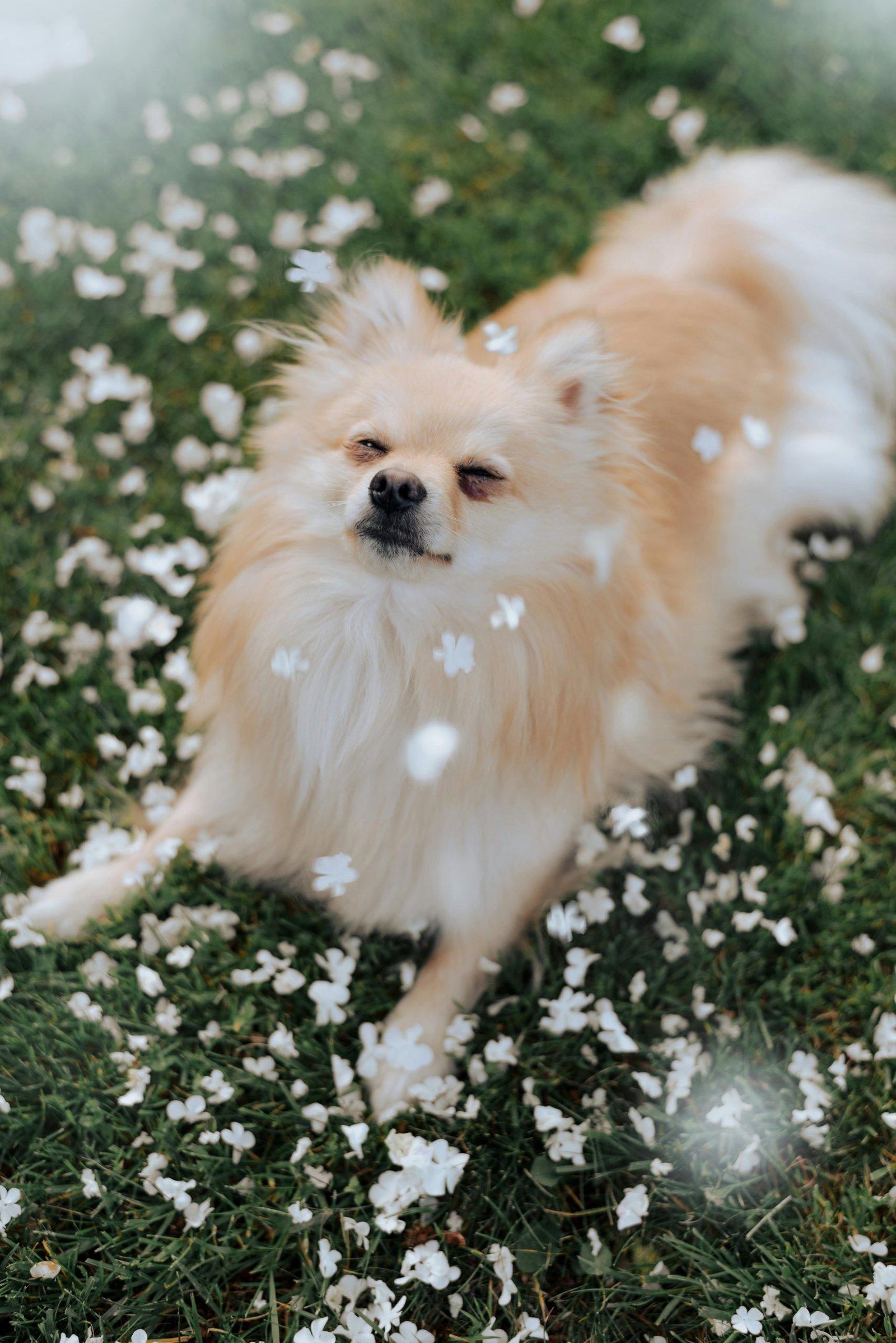 How to get rid of fleas in your house requires treating pets and the home