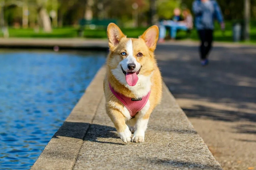 Adult brown and white pembroke welsh corgi near the body of water
