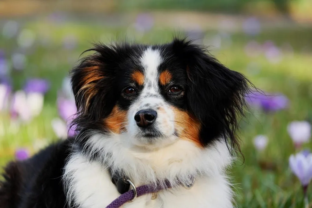 australian shepherd, dog, animal, herding dog, good-natured, protective, female dog, purebred dog, animal portrait, pet, nature, dog head, eyes, dog look, snout, domestic animal, creature