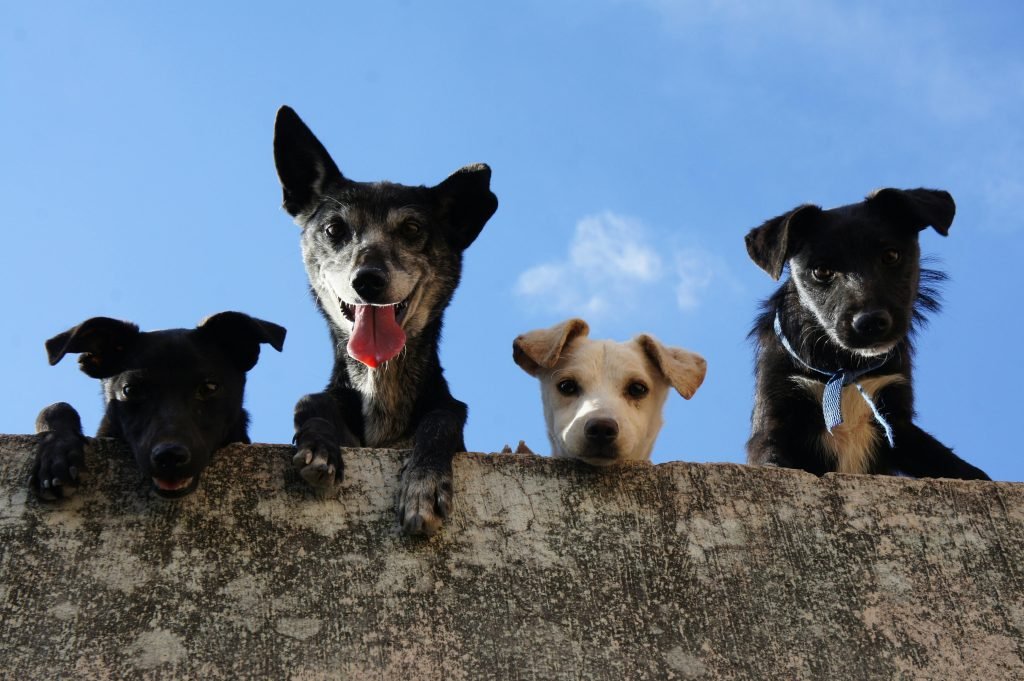 Black and white short coated dogs