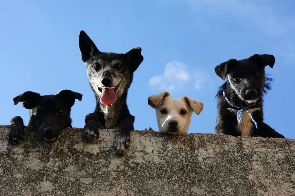 Black and white short coated dogs