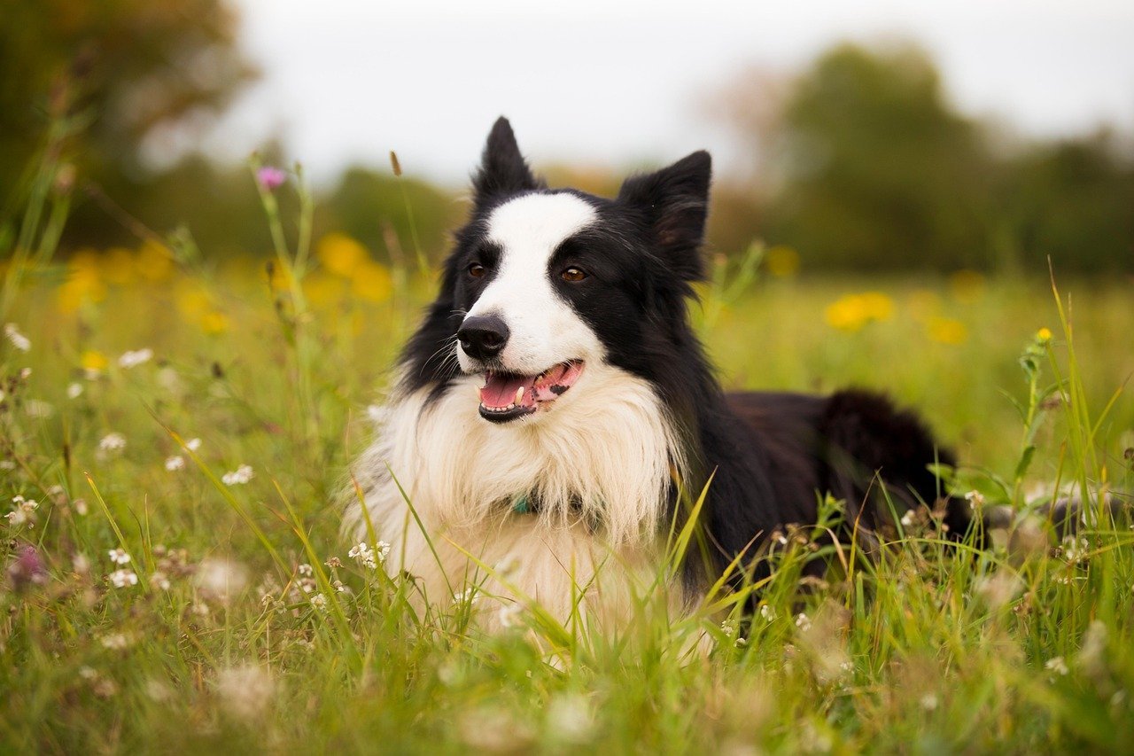 Border Collie lying in a meadow, a healthy adult dog
