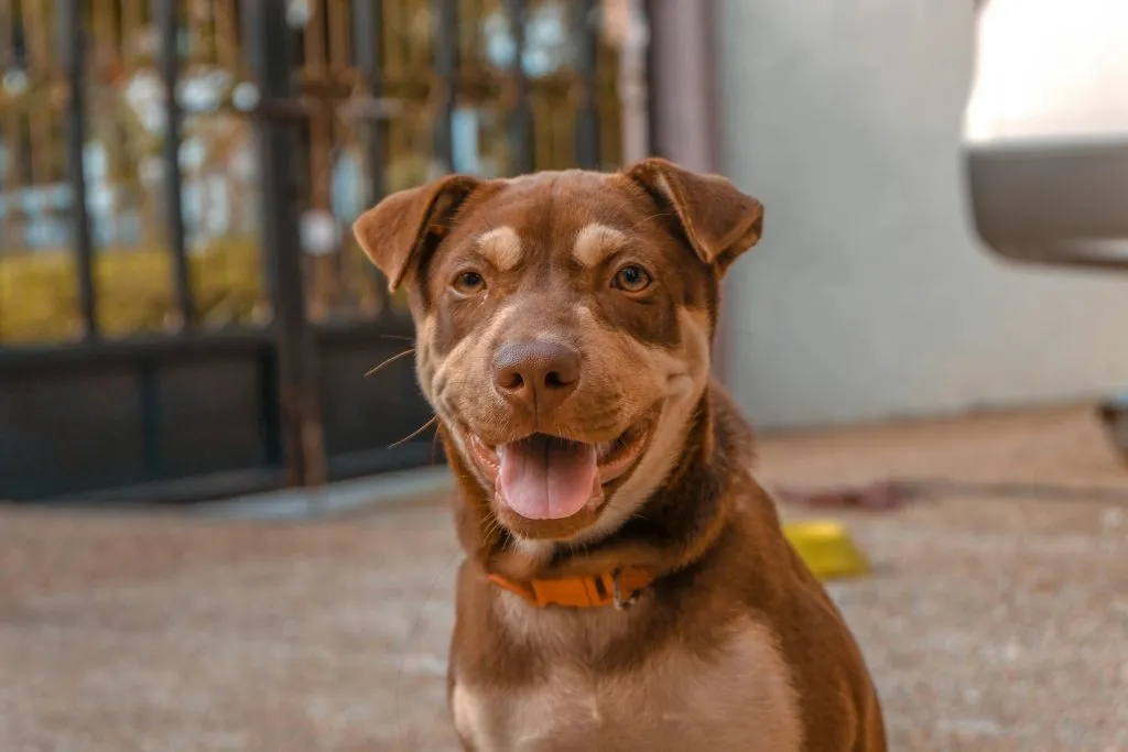 Close up photo of brown dog
