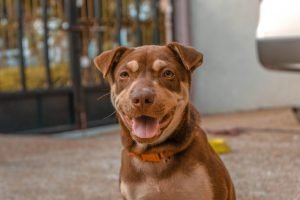 Close up photo of brown dog