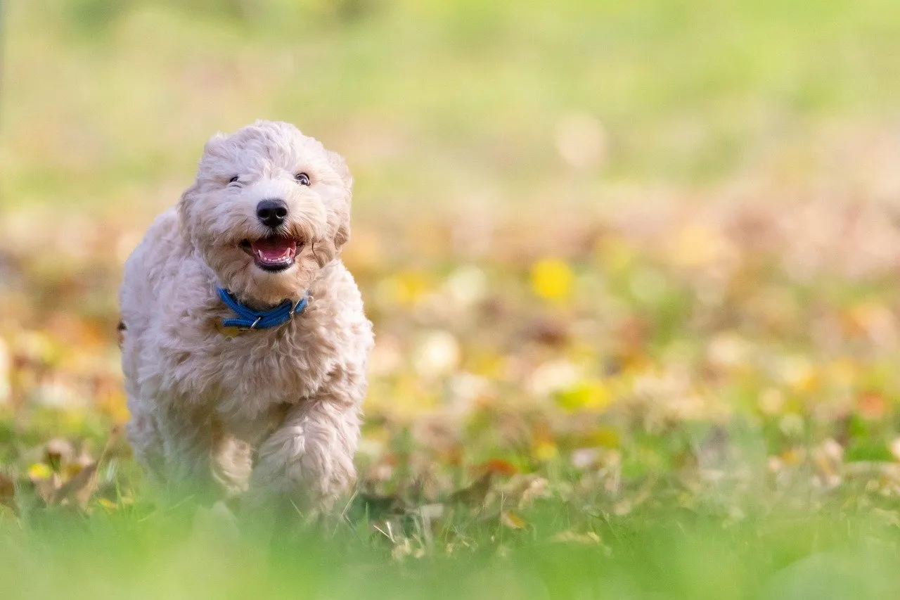Small toy breed dog prone to a collapsing trachea