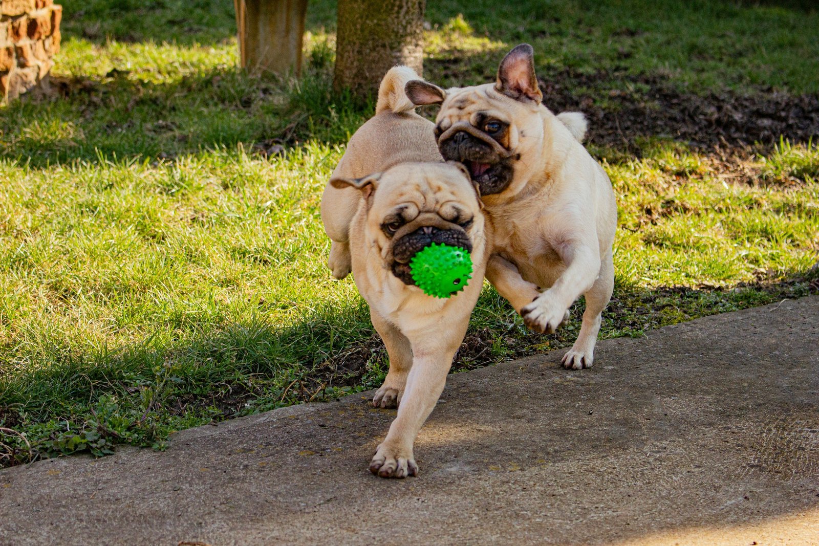 Dog playing, owners should avoid folk tick removal remedies