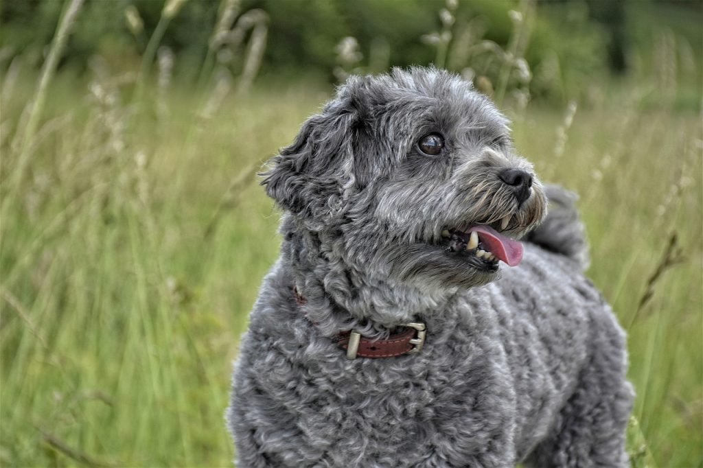 dog, mammal, cute, adorable, animal, fur, pet, fun, wildlife, furry, domestic animal, gray