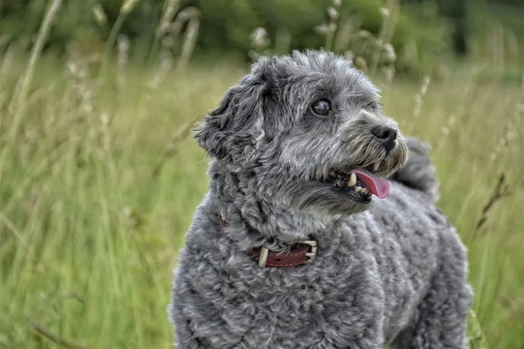 dog, mammal, cute, adorable, animal, fur, pet, fun, wildlife, furry, domestic animal, gray