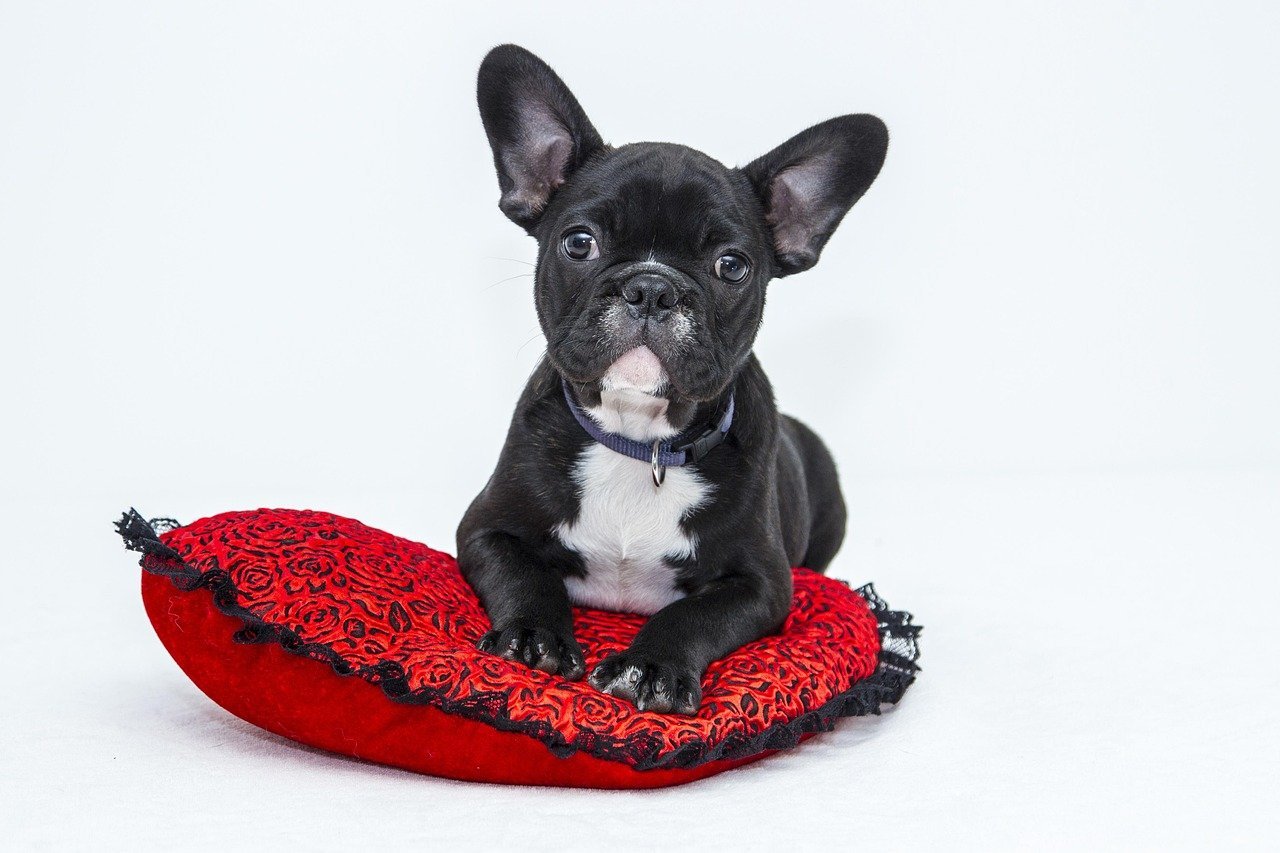 Healthy puppy benefiting from heartworm prevention