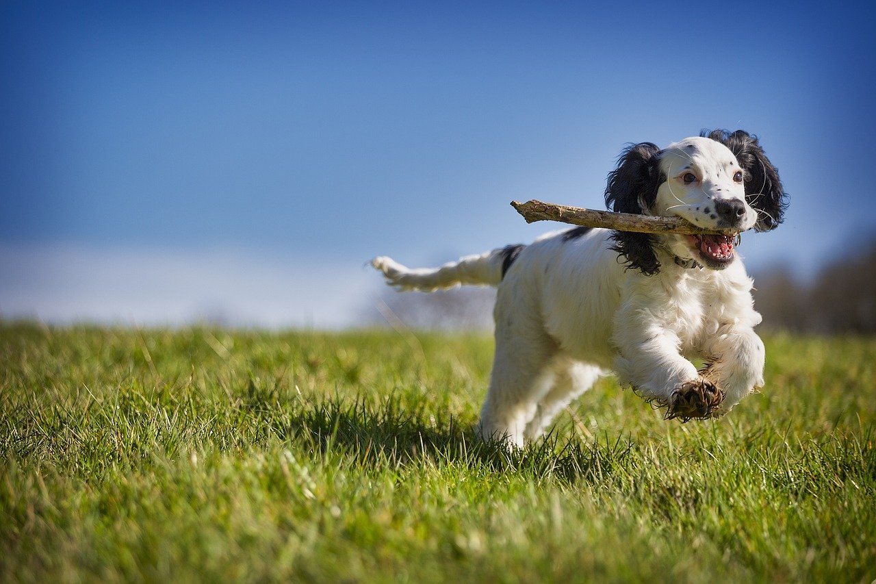 Active puppy playing fetch outdoors