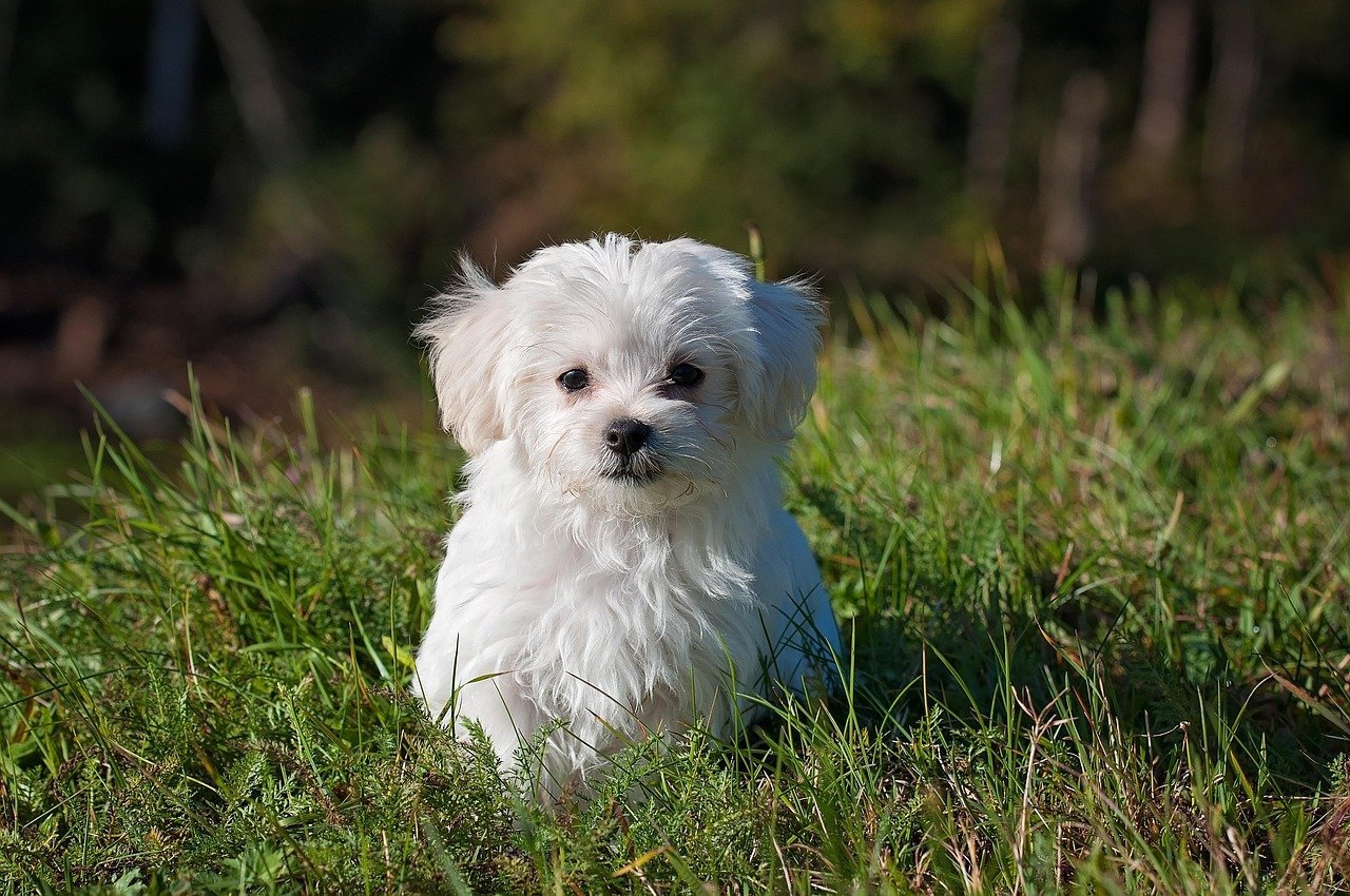 Small dog whose owner may need to learn how to remove a tick from a dog