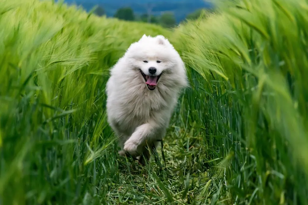 animal, dog, breed, canine, pet, mammal, samoyed, nature, dog, dog, dog, dog, dog, samoyed, samoyed