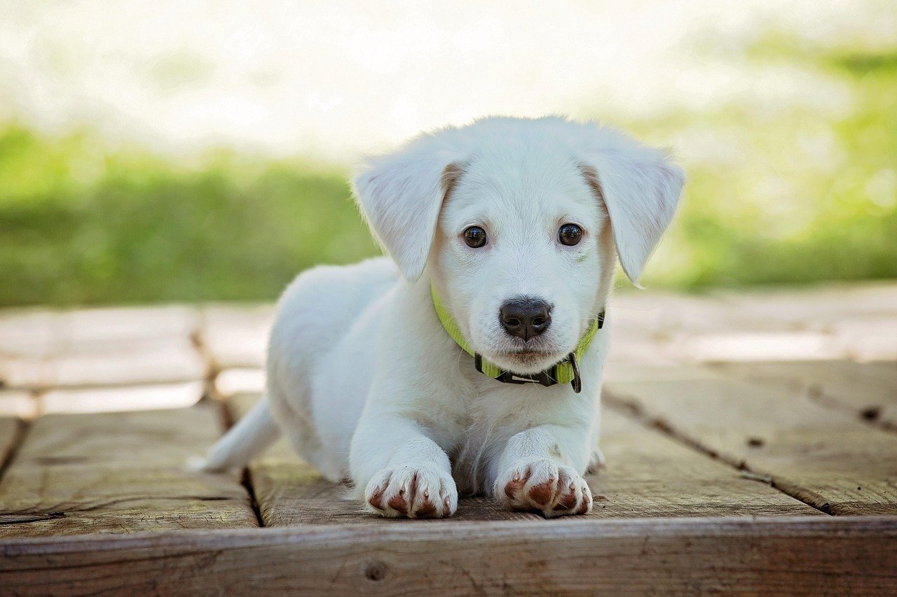 Puppy after a tick has been safely removed