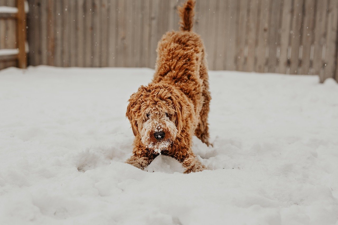 Dog outdoors in cold weather