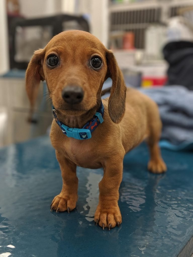 dog, puppy, veterinary clinic, vet clinic, nature, pet, animal, young dog, domestic dog, canine, mammal, cute, adorable, portrait