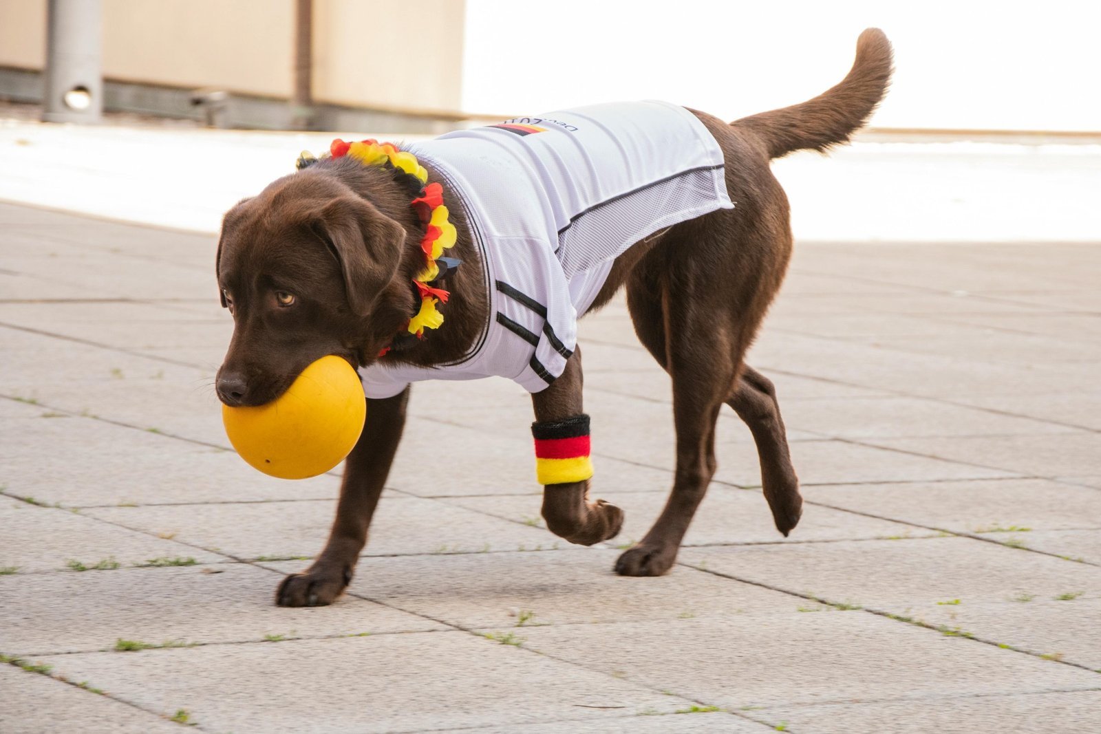 Labrador Retriever playing actively outdoors