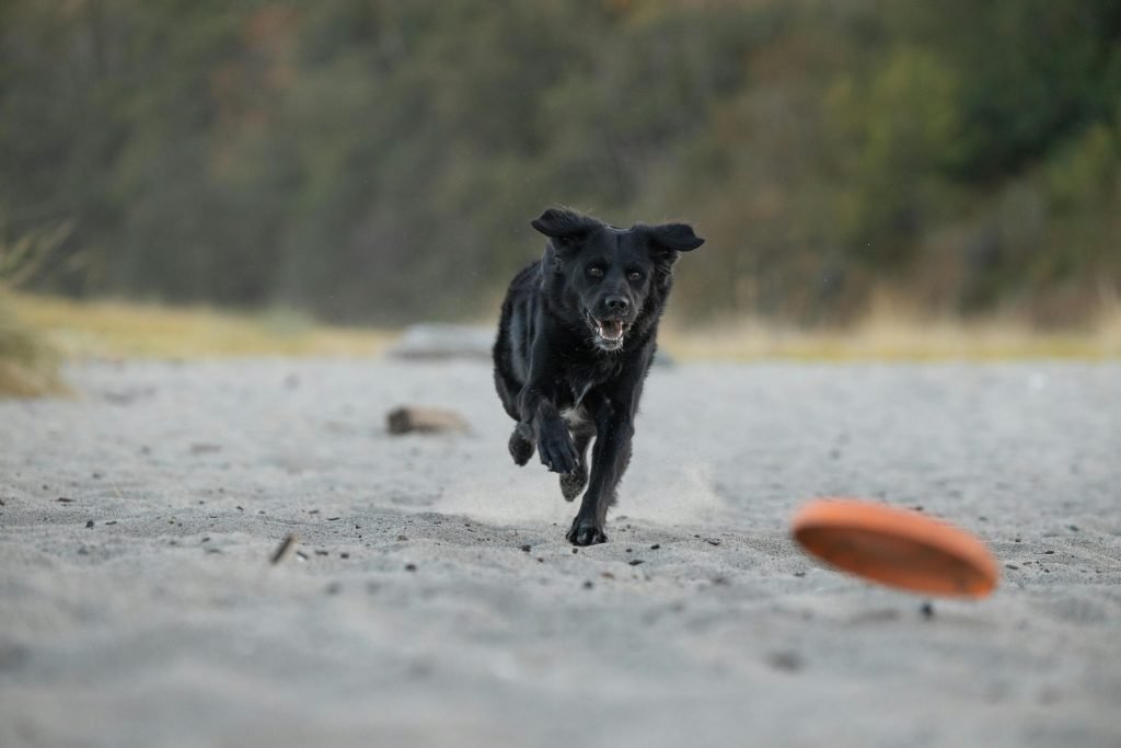 A lively black dog chases a frisbee on a sandy beach, showcasing agility and joy.
