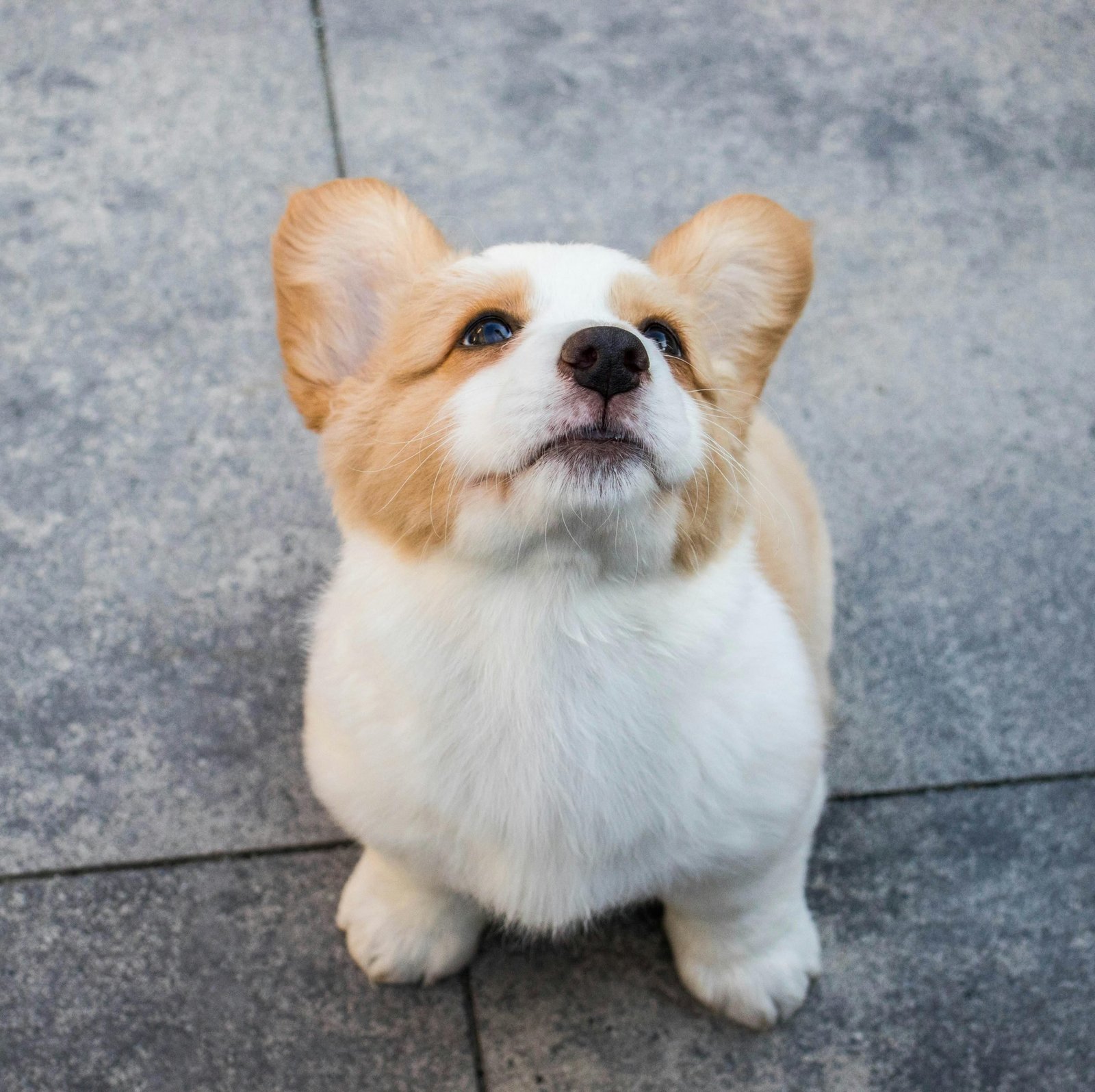 Heartworm in dogs is spread by mosquitoes and is easier to prevent than treat