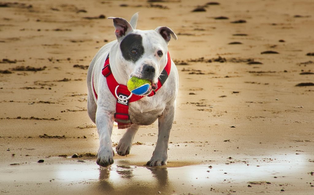 Staffordshire Bull Terrier with a ball on a sandy beach at day