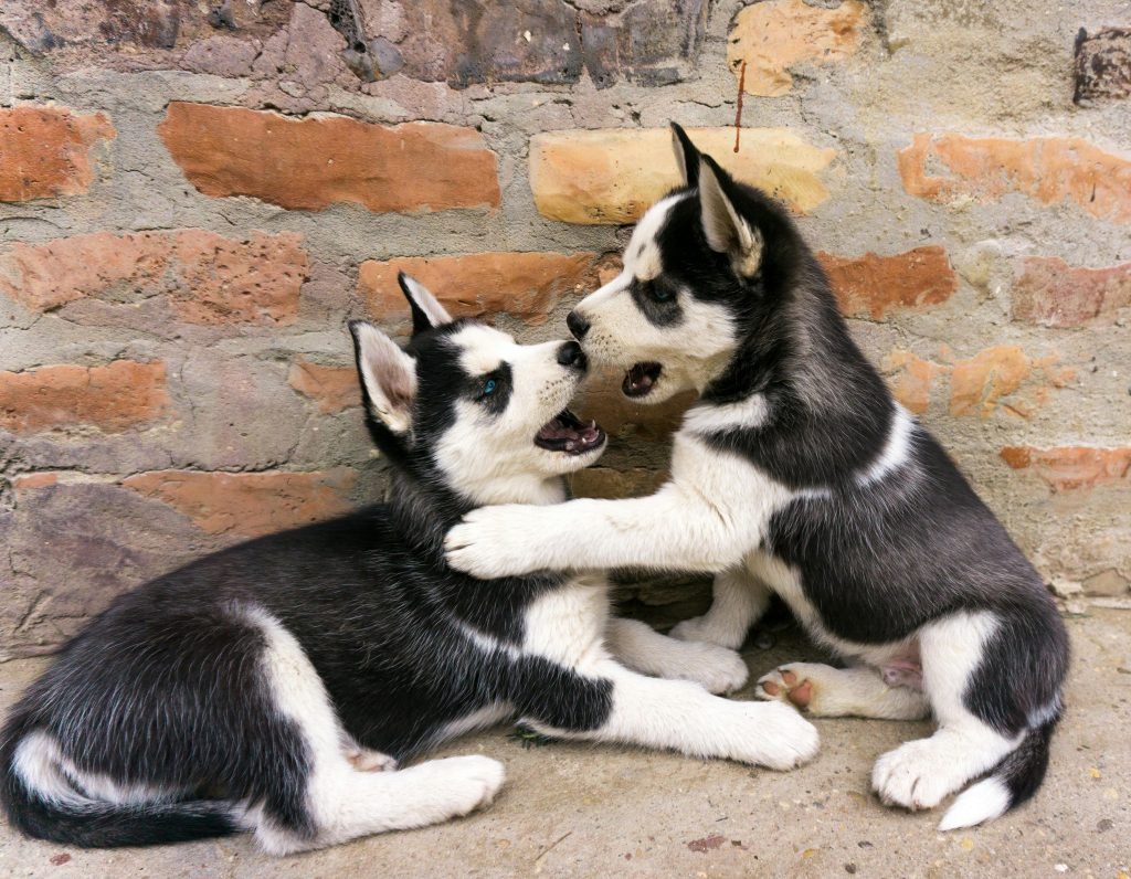 low platelets in dogs bloodwork and bleeding risk