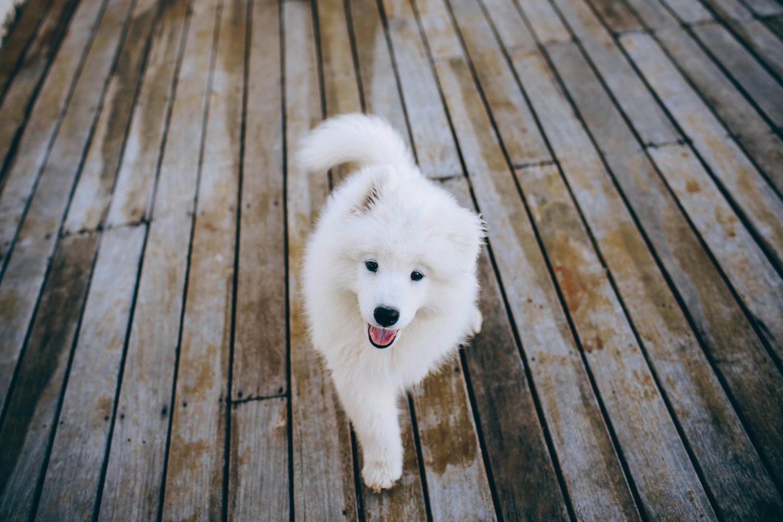 Puppy at home, a calm setting to remove a tick