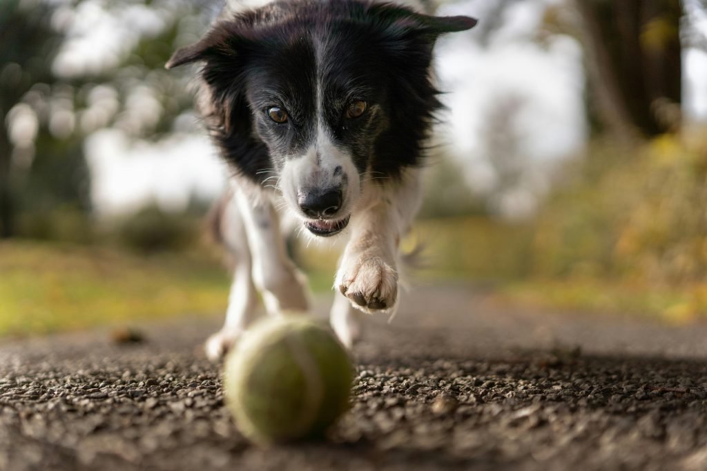 Tilt shot photo of dog chasing the ball