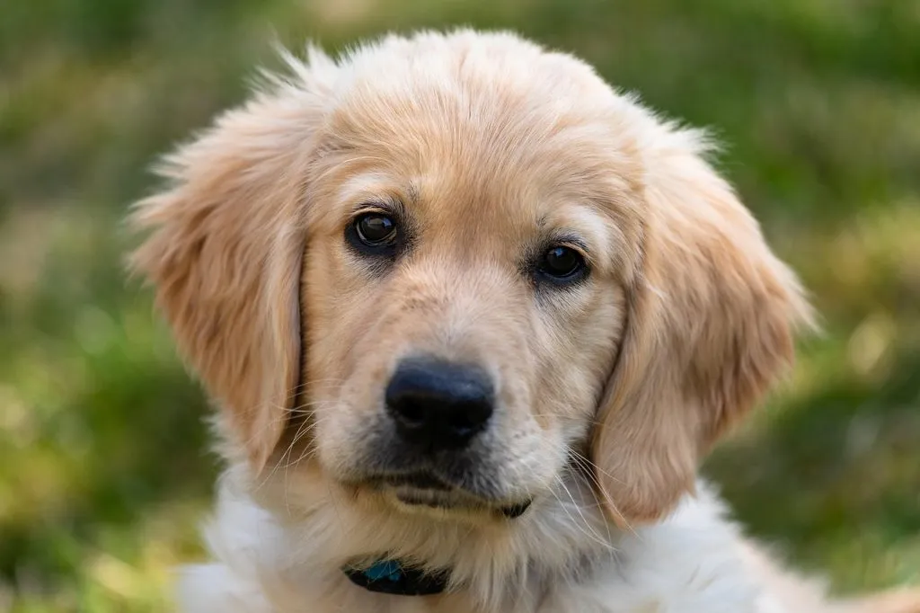 golden retriever, puppy, dog, young, cute, pet, animal, mammal, five, adorable, labrador, view