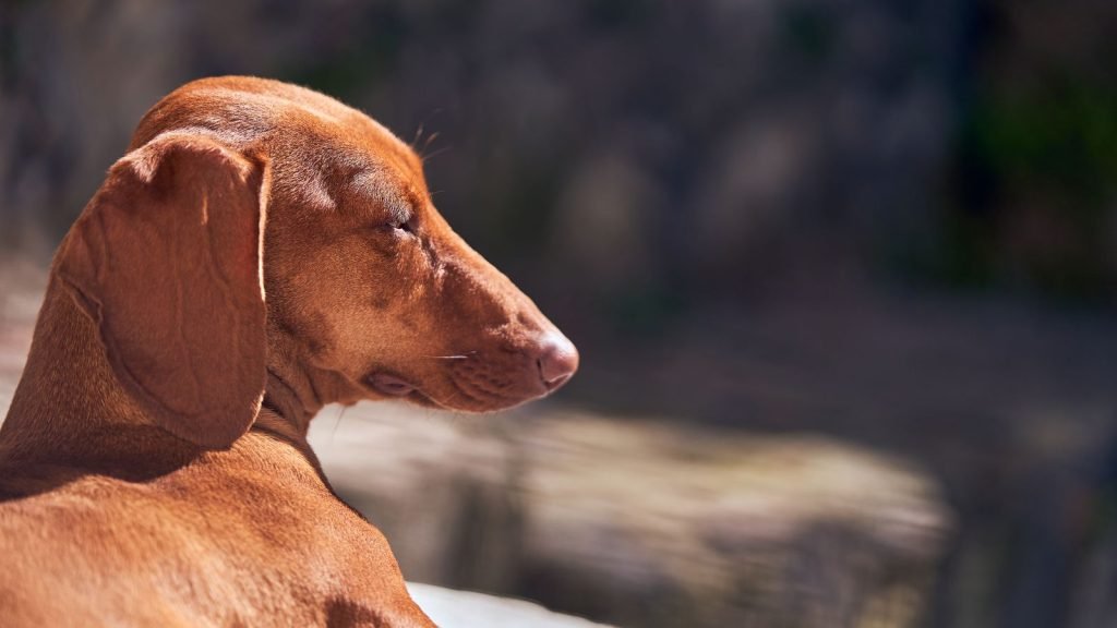 Dachshund relaxing calmly outdoors in the sunlight