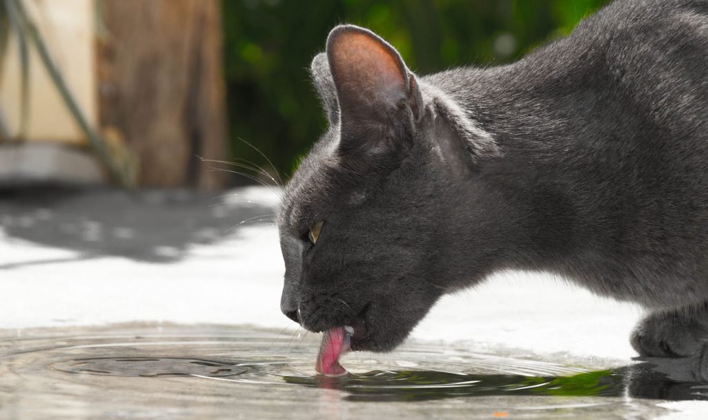 Cat drinking water outdoors, a classic early sign owners notice with diabetes in cats