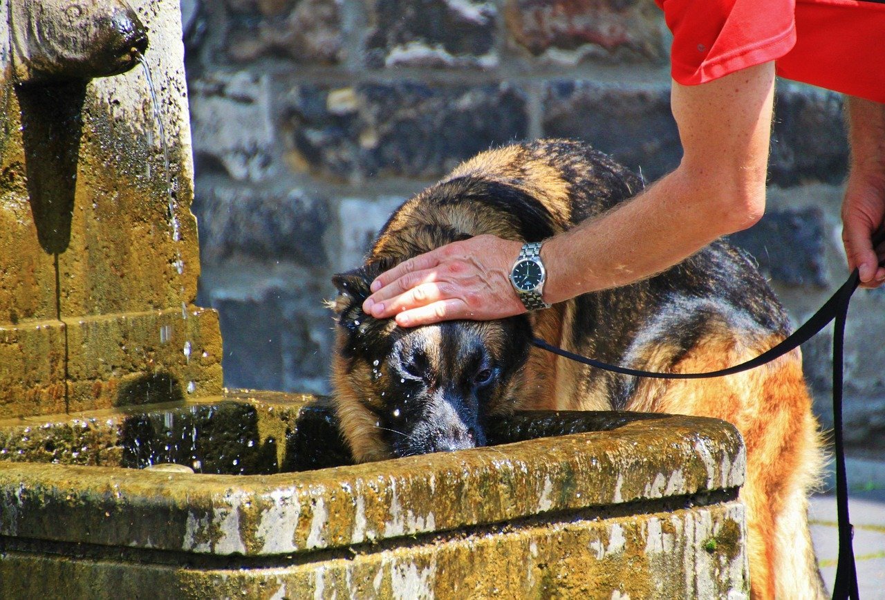 Dog drinking water outdoors during a walk