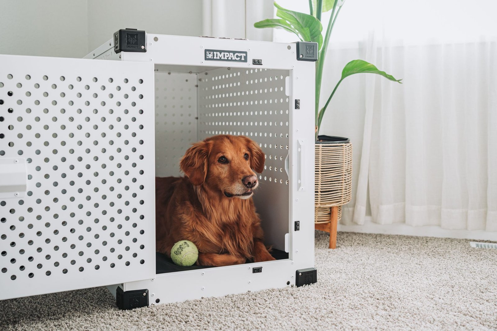 Golden retriever calmly relaxing inside an open crate, illustrating crate training basics for dogs