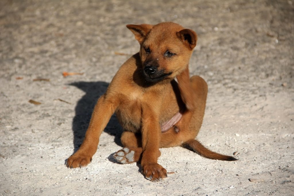 Dog scratching itself due to a flea infestation
