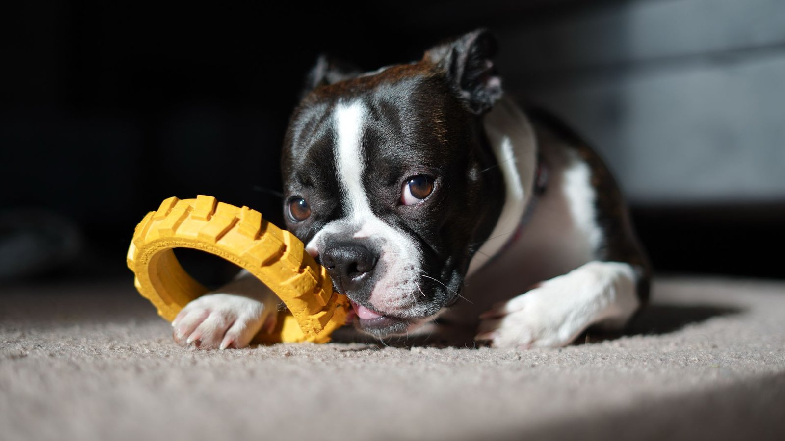 Puppy redirected to chew on an appropriate toy instead of hands or clothing
