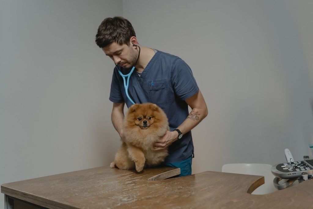 Veterinarian examining a small young dog, the healthy stage when enrolling in pet insurance makes the most sense